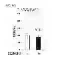 Fig. 23 - Pluripotent stem cell-derived brown adipocytes, pluripotent stem cell-derived cell aggregate, method for producing same, and cell therapy and medical therapy therefor