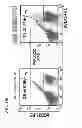 Fig. 33 - Pluripotent stem cell-derived brown adipocytes, pluripotent stem cell-derived cell aggregate, method for producing same, and cell therapy and medical therapy therefor