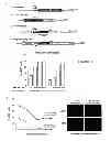 Fig. 02 - METHODS AND COMPOSITIONS FOR MUSCULAR DYSTROPHIES