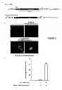 Fig. 03 - METHODS AND COMPOSITIONS FOR MUSCULAR DYSTROPHIES