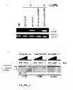 Fig. 04 - METHODS AND COMPOSITIONS FOR MUSCULAR DYSTROPHIES