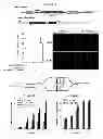 Fig. 05 - METHODS AND COMPOSITIONS FOR MUSCULAR DYSTROPHIES