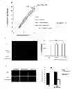 Fig. 06 - METHODS AND COMPOSITIONS FOR MUSCULAR DYSTROPHIES