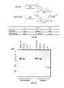 Fig. 15 - Serine protease molecules and therapies