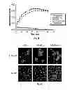 Fig. 17 - Serine protease molecules and therapies