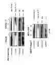 Fig. 23 - Serine protease molecules and therapies