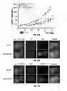 Fig. 25 - Serine protease molecules and therapies