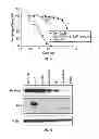 Fig. 26 - Serine protease molecules and therapies