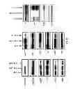 Fig. 29 - Serine protease molecules and therapies