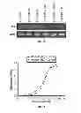 Fig. 30 - Serine protease molecules and therapies