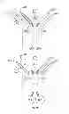 Fig. 31 - Serine protease molecules and therapies