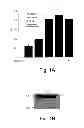 Fig. 02 - Methods and kits for assessing heparanase procoagulant activity, compositions comprising heparanase, and methods for the treatment of coagulation related disorders