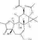 Fig. 32 - Compositions and methods of use of phorbol esters for the treatment of stroke