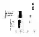 Fig. 05 - Methods of treating disease with FGFR1 fusion proteins
