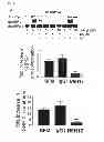 Fig. 03 - Antagonists of IAP-SHPS1 interaction