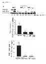 Fig. 04 - Antagonists of IAP-SHPS1 interaction
