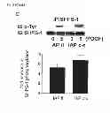 Fig. 05 - Antagonists of IAP-SHPS1 interaction