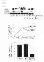 Fig. 06 - Antagonists of IAP-SHPS1 interaction