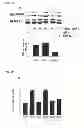 Fig. 08 - Antagonists of IAP-SHPS1 interaction
