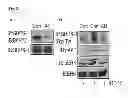 Fig. 13 - Antagonists of IAP-SHPS1 interaction