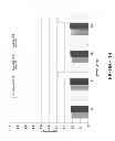 Fig. 19 - STABLE HIGH PROTEIN CONCENTRATION FORMULATIONS OF HUMAN ANTI-TNF-ALPHA-ANTIBODIES