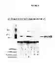Fig. 05 - ANTI-IL-6 ANTIBODIES, COMPOSITIONS, METHODS AND USES