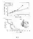 Fig. 08 - Antibodies against HER3