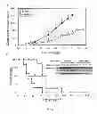 Fig. 09 - Antibodies against HER3