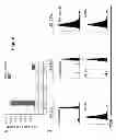 Fig. 08 - ANTI-CD3 THERAPIES