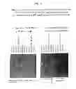 Fig. 15 - SINGLE-CHAIN MULTIVALENT BINDING PROTEINS WITH EFFECTOR FUNCTION