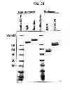 Fig. 43 - SINGLE-CHAIN MULTIVALENT BINDING PROTEINS WITH EFFECTOR FUNCTION