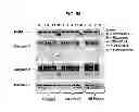 Fig. 65 - SINGLE-CHAIN MULTIVALENT BINDING PROTEINS WITH EFFECTOR FUNCTION