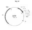Fig. 16 - Chimeric OspA genes, proteins and methods of use thereof