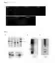 Fig. 07 - Pathogenic bacteria