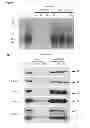 Fig. 08 - Pathogenic bacteria
