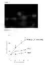 Fig. 16 - Pathogenic bacteria