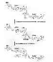 Fig. 01 - TEMPO-mediated glycoconjugation of immunogenic composition against Campylobacter jejuni with improved structural integrity and immunogenicity