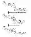 Fig. 02 - TEMPO-mediated glycoconjugation of immunogenic composition against Campylobacter jejuni with improved structural integrity and immunogenicity