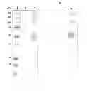 Fig. 08 - TEMPO-mediated glycoconjugation of immunogenic composition against Campylobacter jejuni with improved structural integrity and immunogenicity