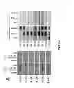 Fig. 07 - CMV glycoproteins and recombinant vectors