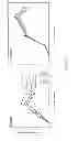 Fig. 11 - CMV glycoproteins and recombinant vectors