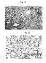 Fig. 11 - Rapid and prolonged immunologic-therapeutic