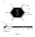 Fig. 15 - Rapid and prolonged immunologic-therapeutic