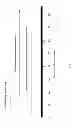 Fig. 18 - Rapid and prolonged immunologic-therapeutic
