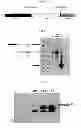 Fig. 02 - Expression Systems