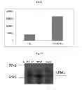 Fig. 07 - Expression Systems