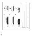 Fig. 05 - Cord Colitis Syndrome Pathogen
