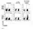 Fig. 09 - Allogeneic tumor cell vaccination