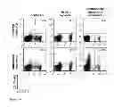 Fig. 10 - Allogeneic tumor cell vaccination