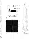 Fig. 28 - METHOD AND COMPOSITION FOR IMPROVING SKIN CONDITIONS COMPRISING HUMAN PLACENTAL LACTOGEN AS AN ACTIVE INGREDIENT